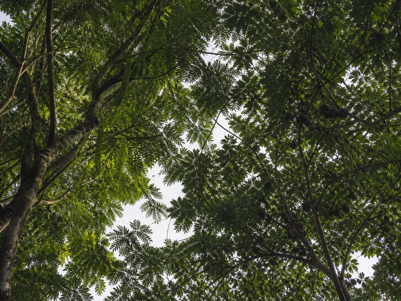 The petai and jengkol canopy seen from below