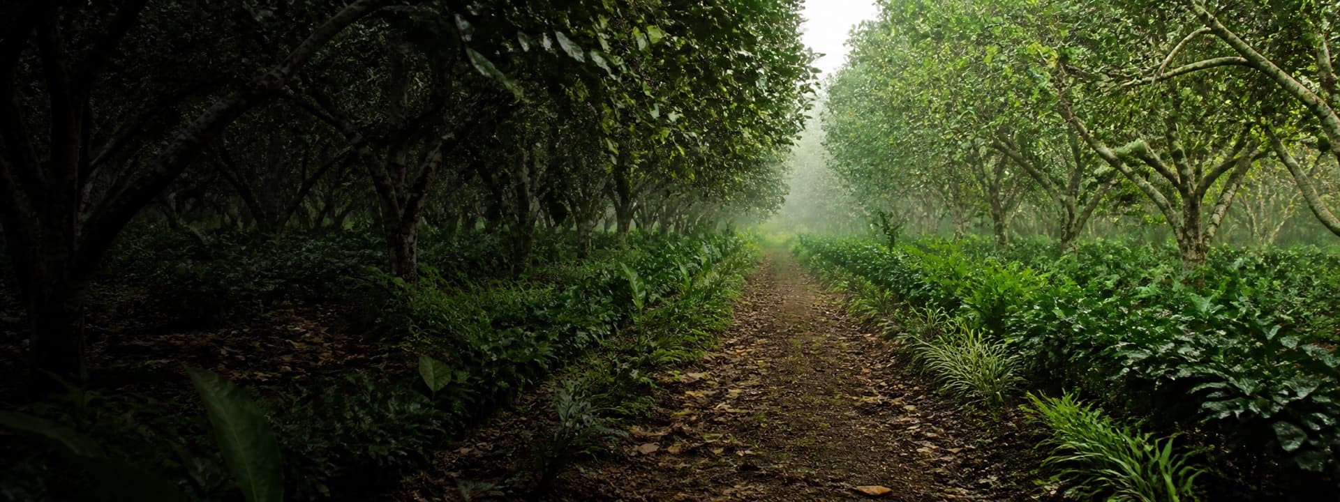 Walking a path between two rows of fruit trees, with intercrops on either side