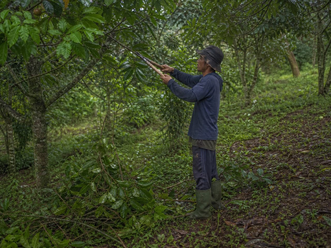 Pruning a fruit tree canopy