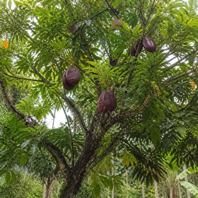 A jengkol tree with a broad canopy