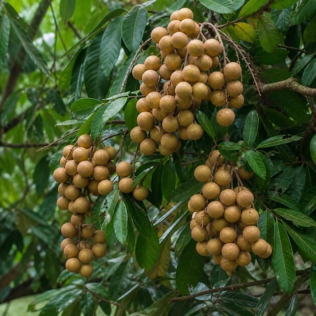 Longan fruit in clusters on the tree