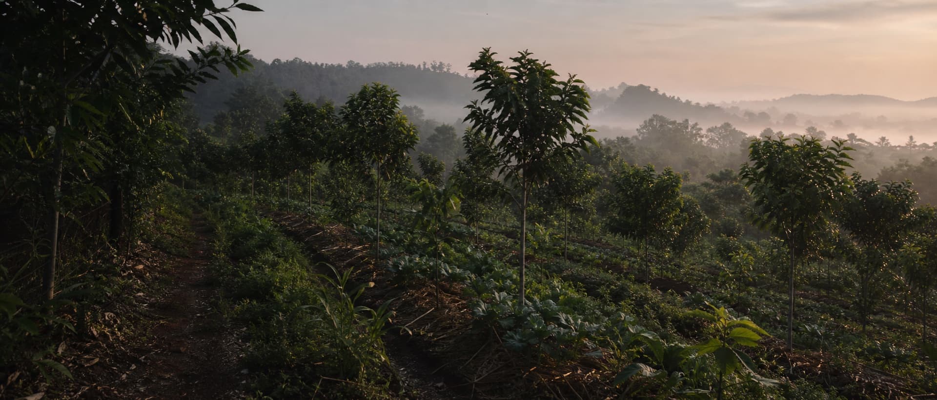 Illustration of a morning in the agroforestry garden — rows of fruit trees on hilly land, thin mist in the distance, and intercrops between the planting lines