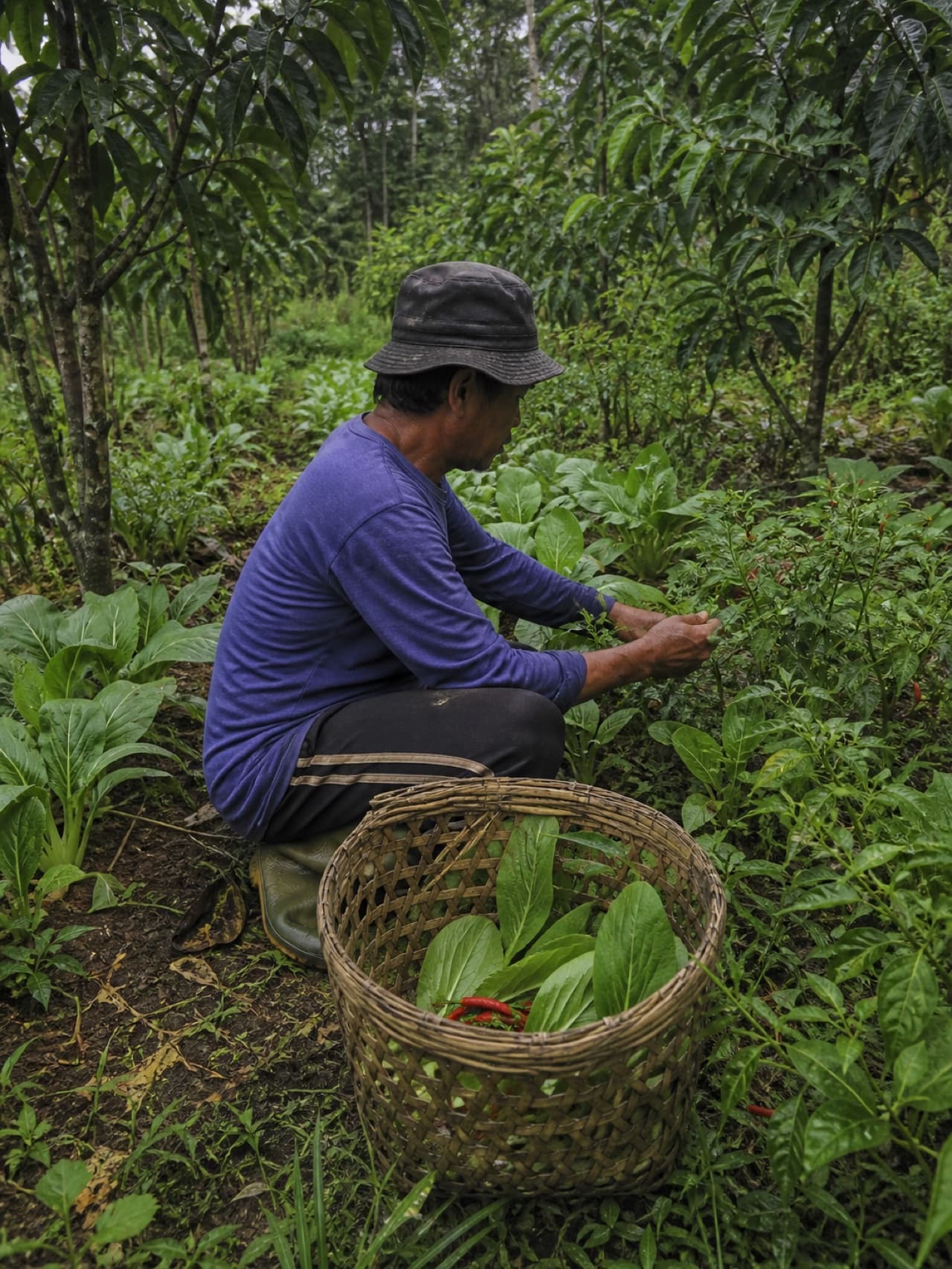 A farmer harvesting the intercrop