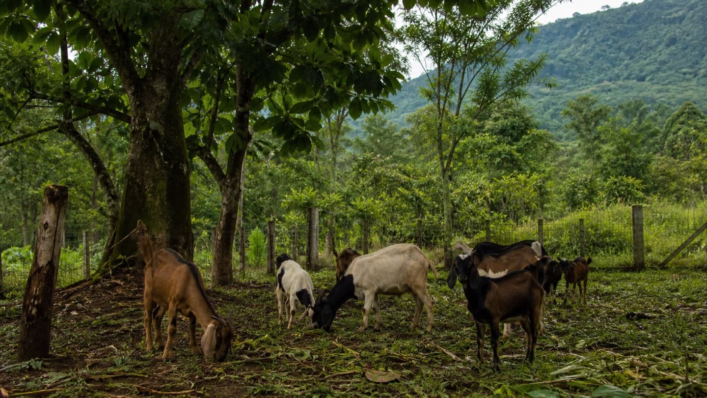 Goats grazing in a fenced paddock near shade trees