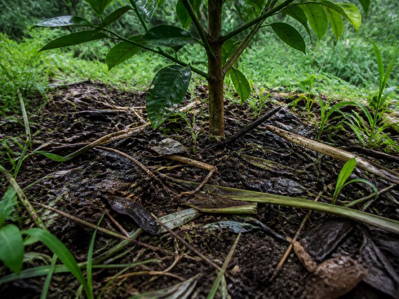 Leaf litter as ground cover around a tree base